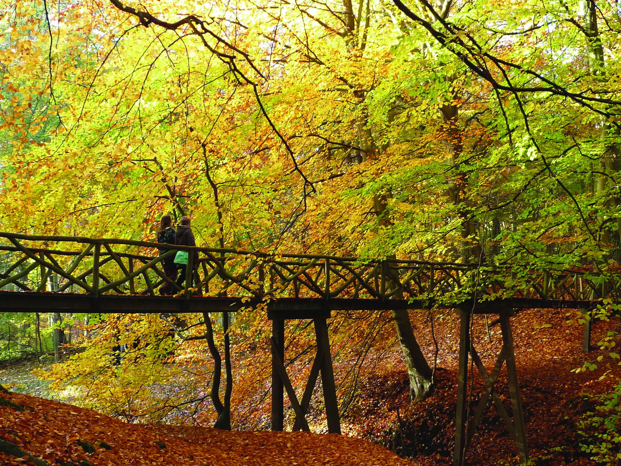 Twee mensen lopen over een houten brug in een bos met vallende herfstbladeren.