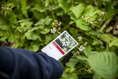Kaartje met tekst "Framboos" boven groene bladeren en bloeiende witte bloemen.