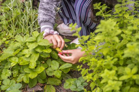 Kind plukt aardbeien in een groene tuin. Handen zichtbaar tussen bladeren.