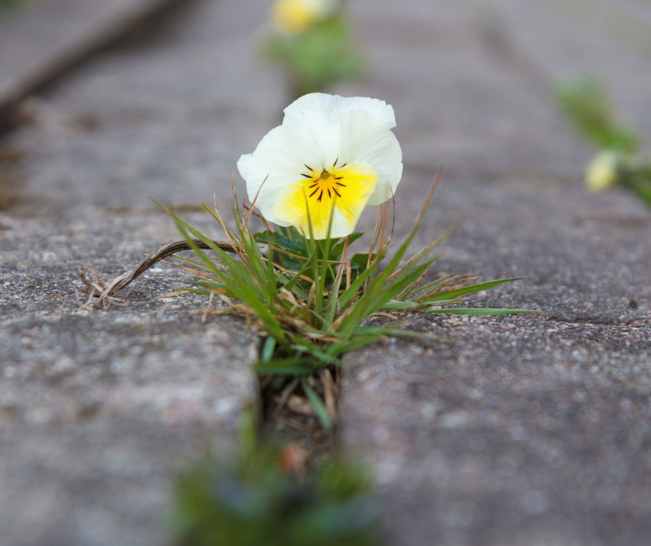 Wit-gele bloem groeit tussen stoeptegels met groen gras.
