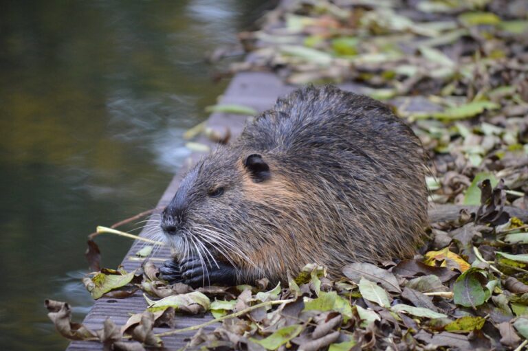 Een bever zit tussen herfstbladeren op een houten oever naast een rivier.