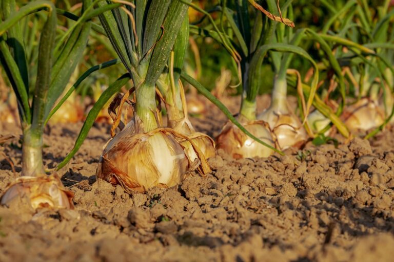 Uienplanten groeien in droge, zanderige grond met groene stengels in de ochtendzon.