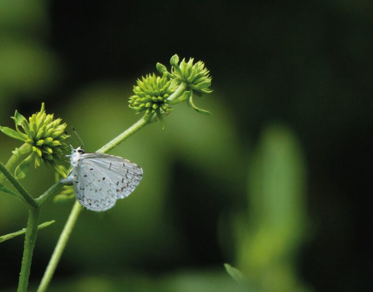 Witte vlinder op een groene plant tegen een donkere, onscherpe achtergrond.