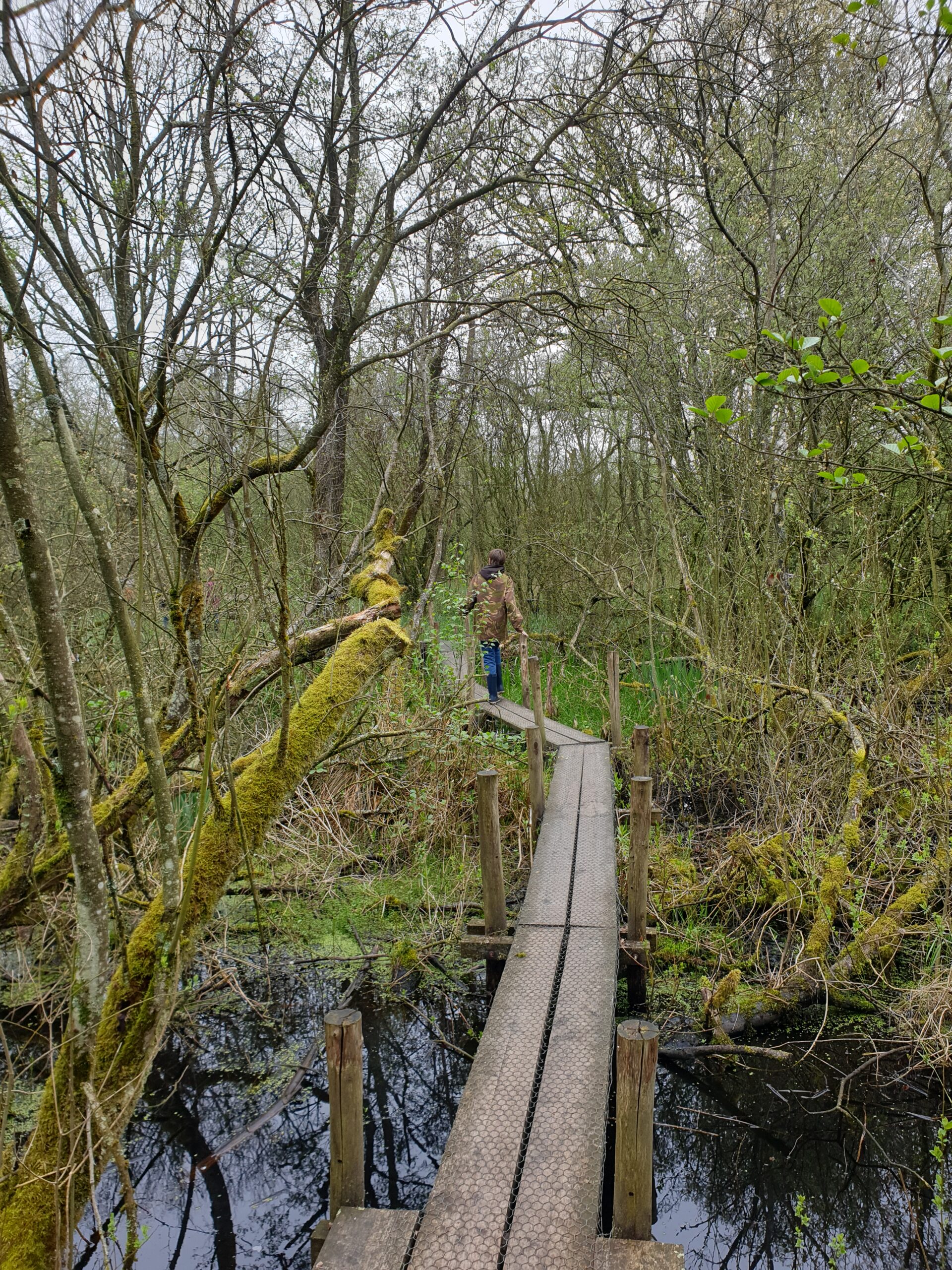 Persoon wandelt over smal houten bruggetje in een dichtbeboste omgeving met mos en water.