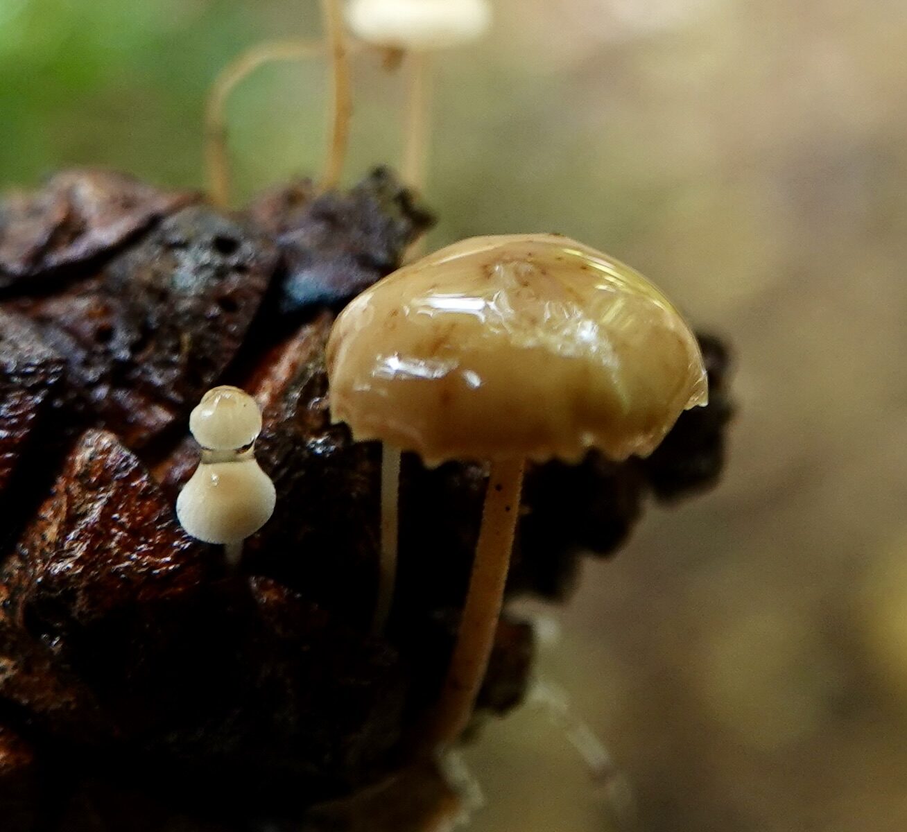 Kleine paddenstoelen groeien op een dennenappel in een natuurlijke omgeving.