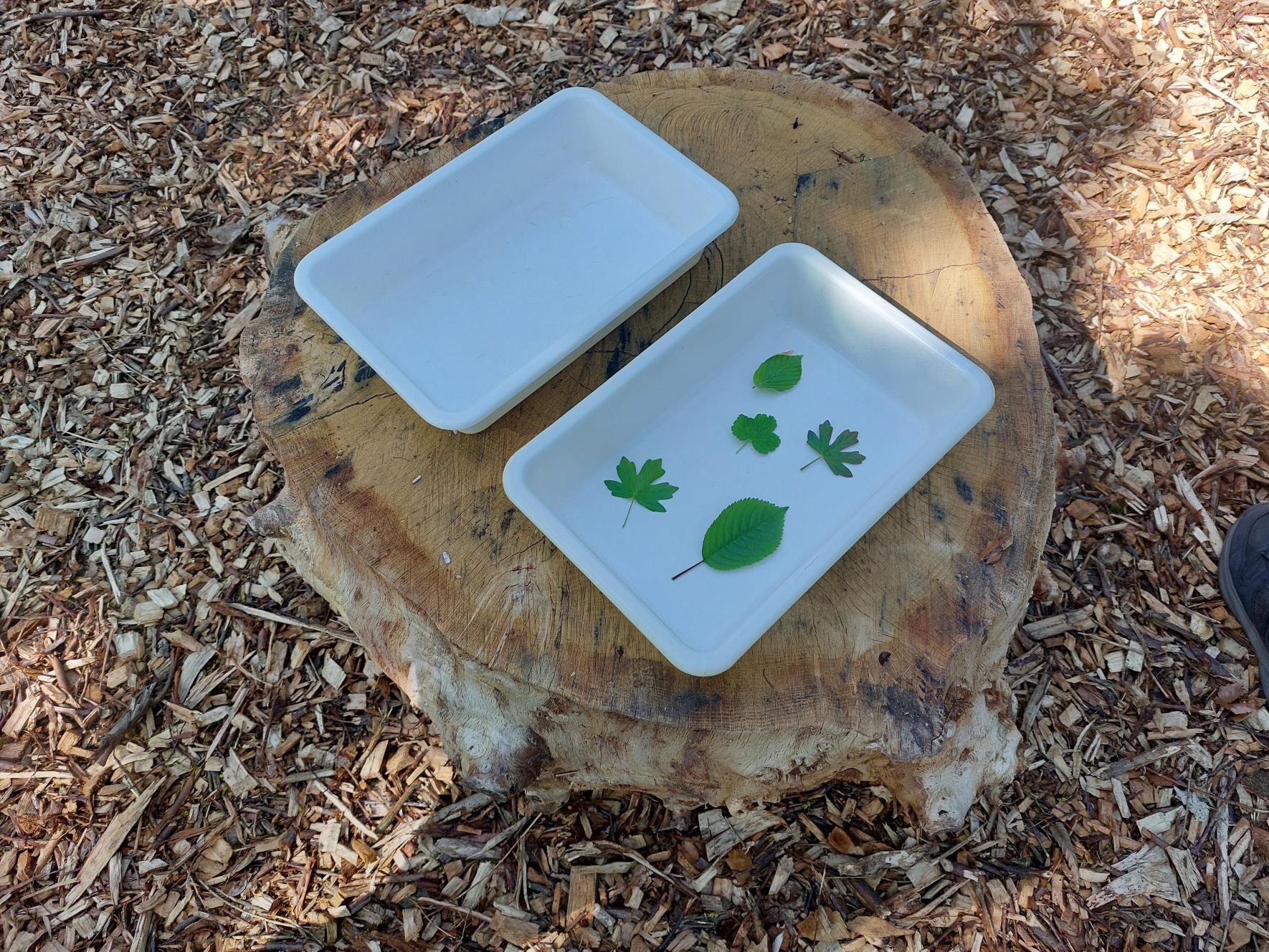 Twee witte schalen op een boomstronk, één met groene bladeren.