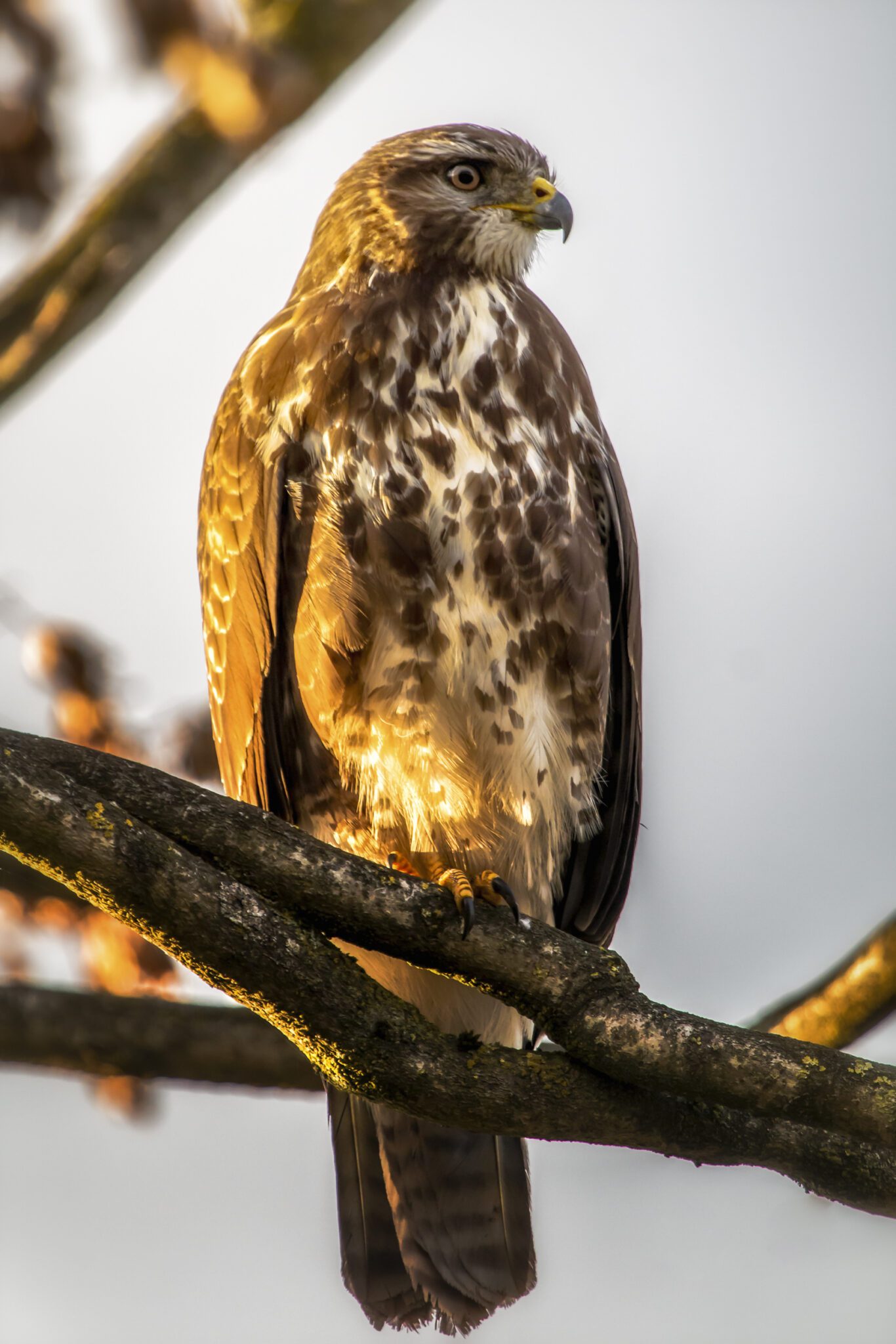 Buizerd zit op een tak, verlicht door zonlicht. Vogel kijkt alert om zich heen.