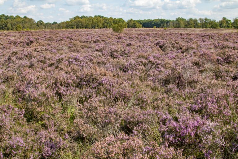 Paarse heidevelden onder een blauwe lucht met wolken, omgeven door een groene bosrand.