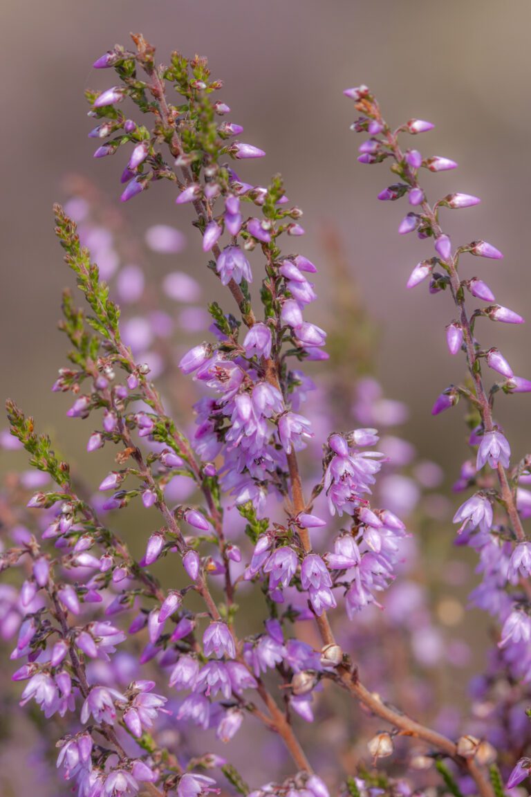 Paarse heidebloemen op bruine stengels tegen een zachte, wazige achtergrond.