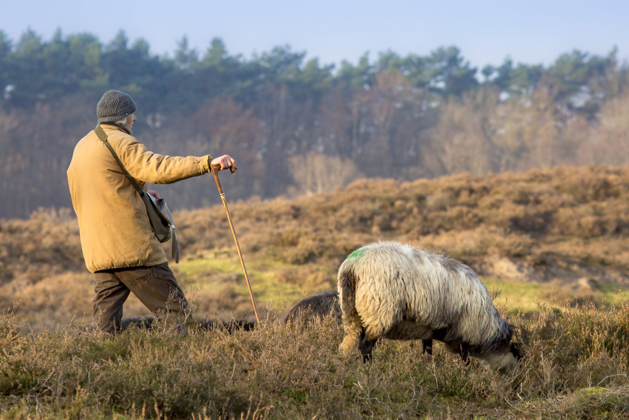Herdersman met hoed en stok loopt naast grazende schapen in een heidegebied met bos op de achtergrond.