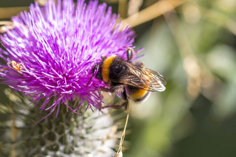 Hommel op een paarse distelbloem, verzamelt nectar in zonnig daglicht.