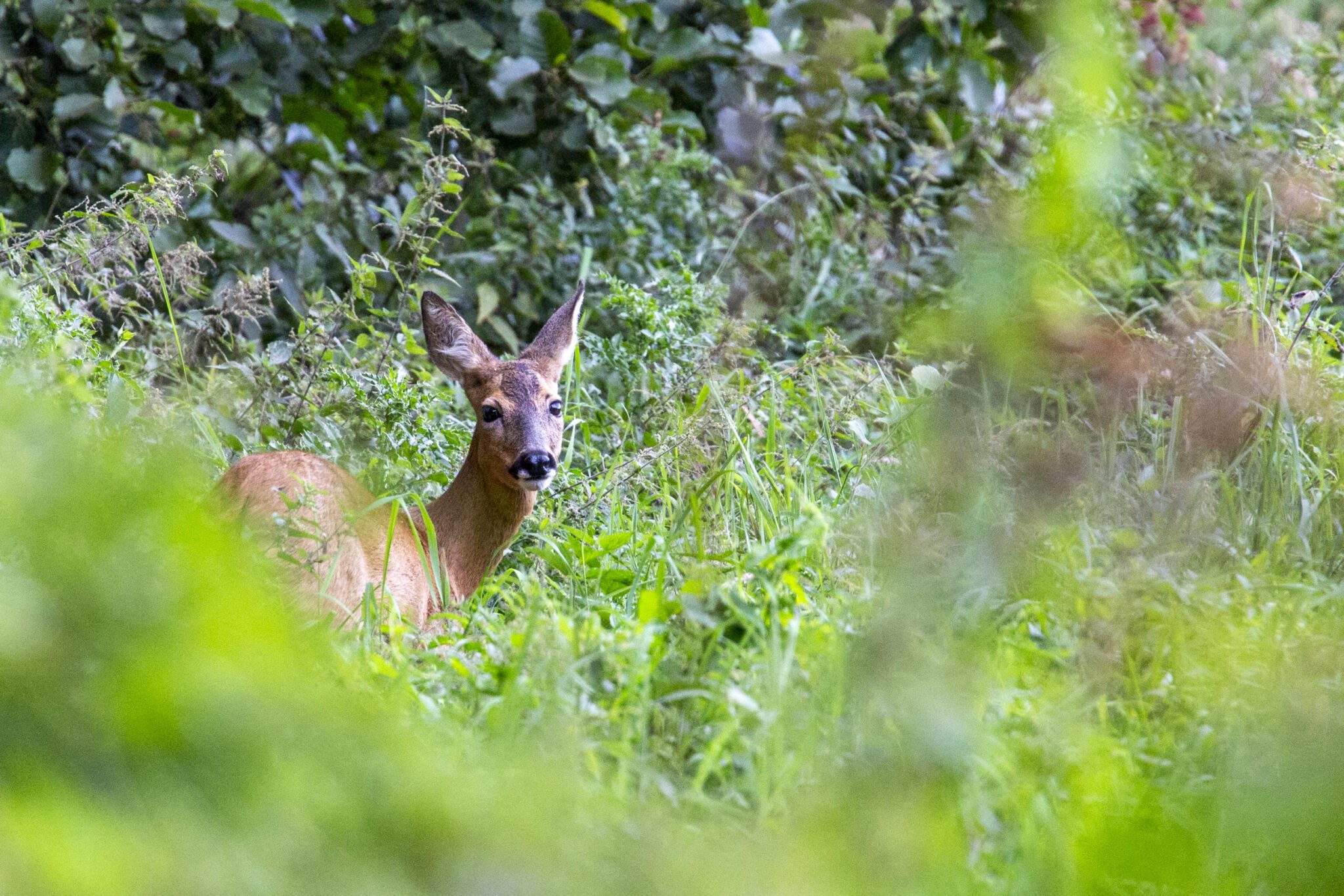 Een hert ligt in dicht groen en kijkt naar de camera, omgeven door bladeren.