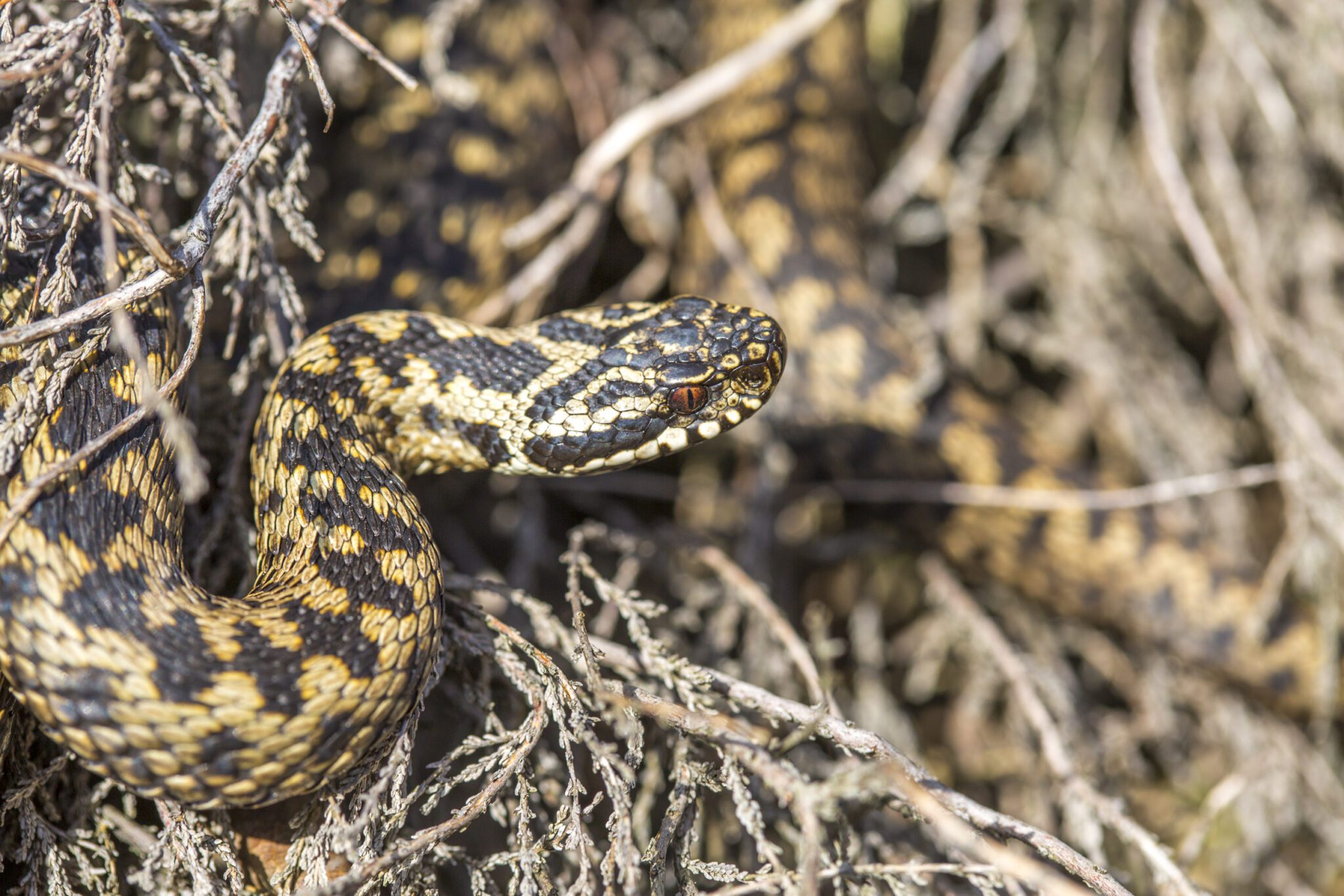 Adder kronkelt door dorre takken, patroon van geel en zwart goed zichtbaar.