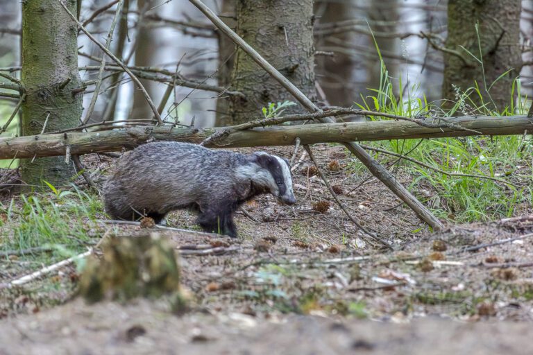 Das wandelt door een bos, omringd door bomen en groen gras.