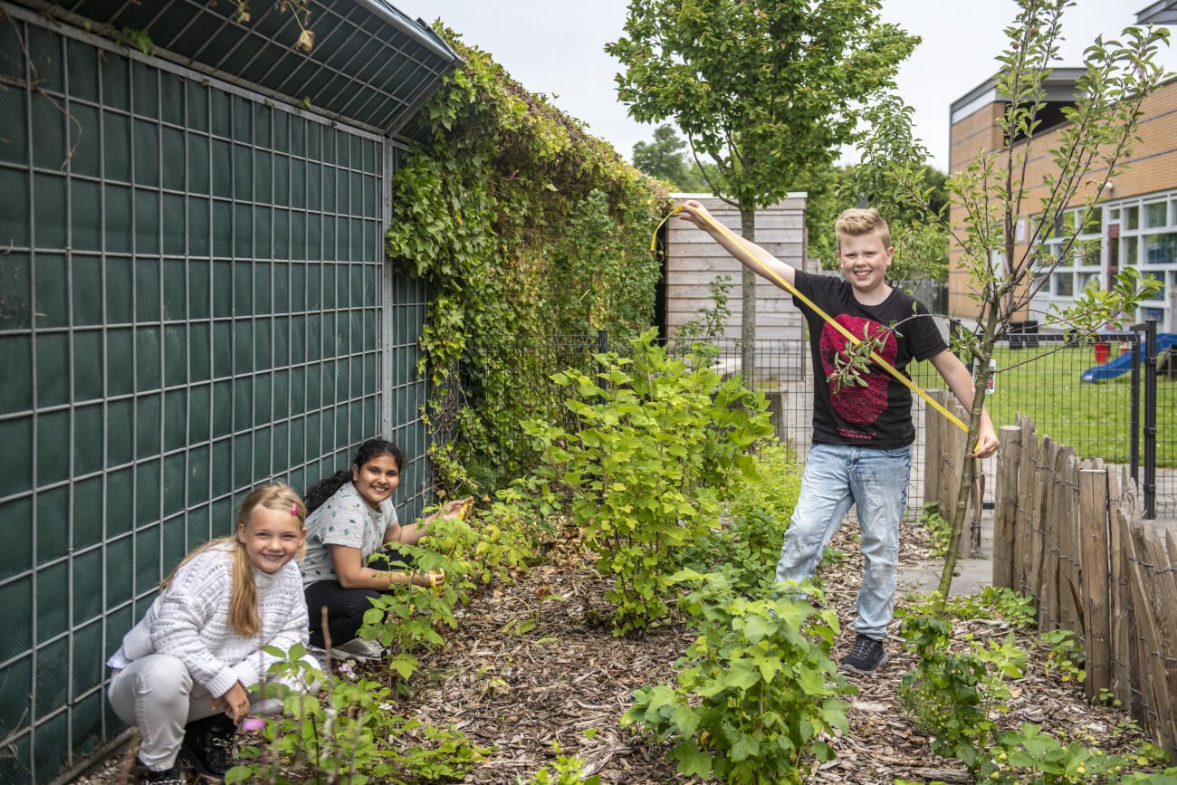 Kinderen tuinieren en meten planten in een schooltuin, omgeven door groen en hekken.