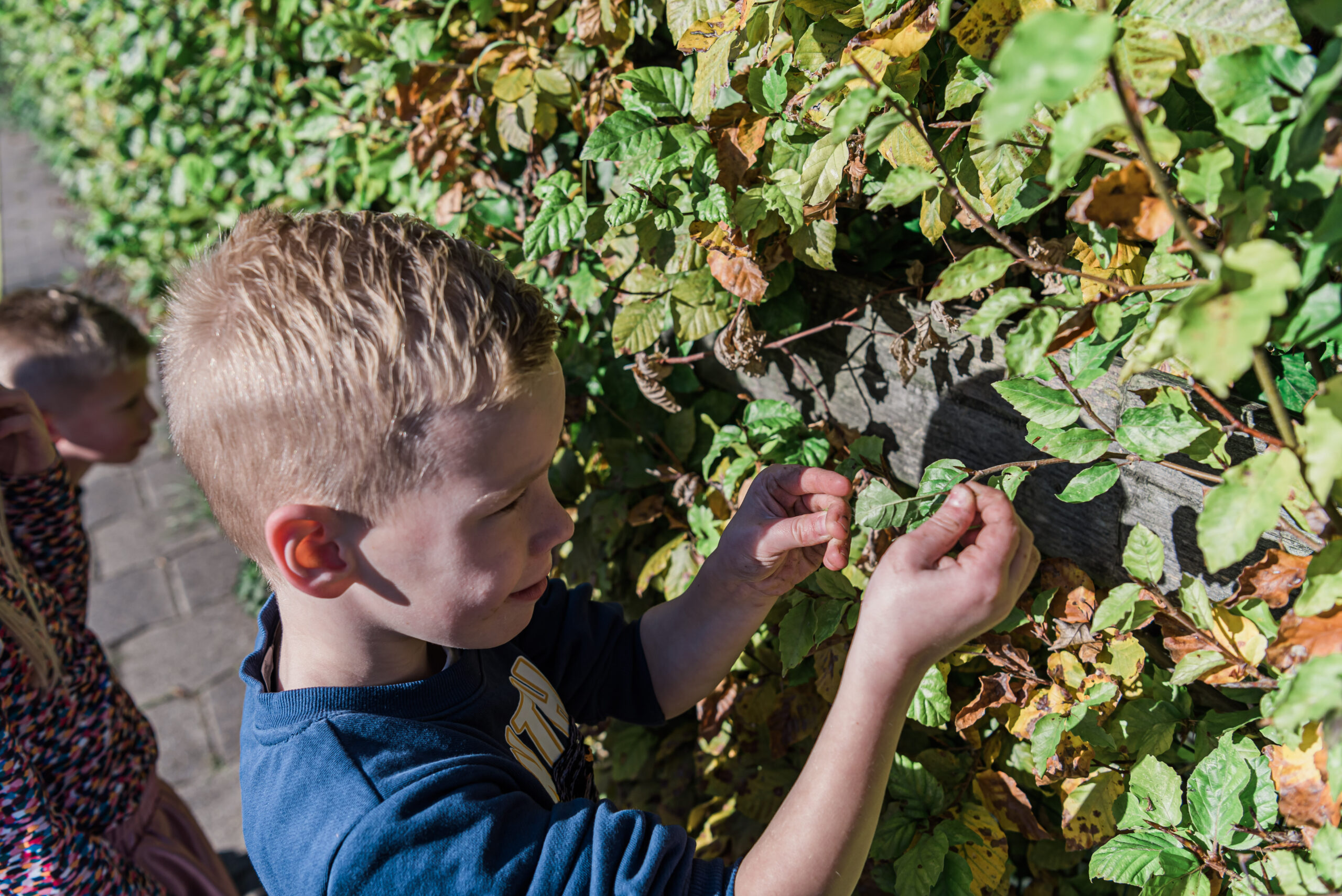 Een kind onderzoekt groene bladeren aan een haag op een zonnige dag.