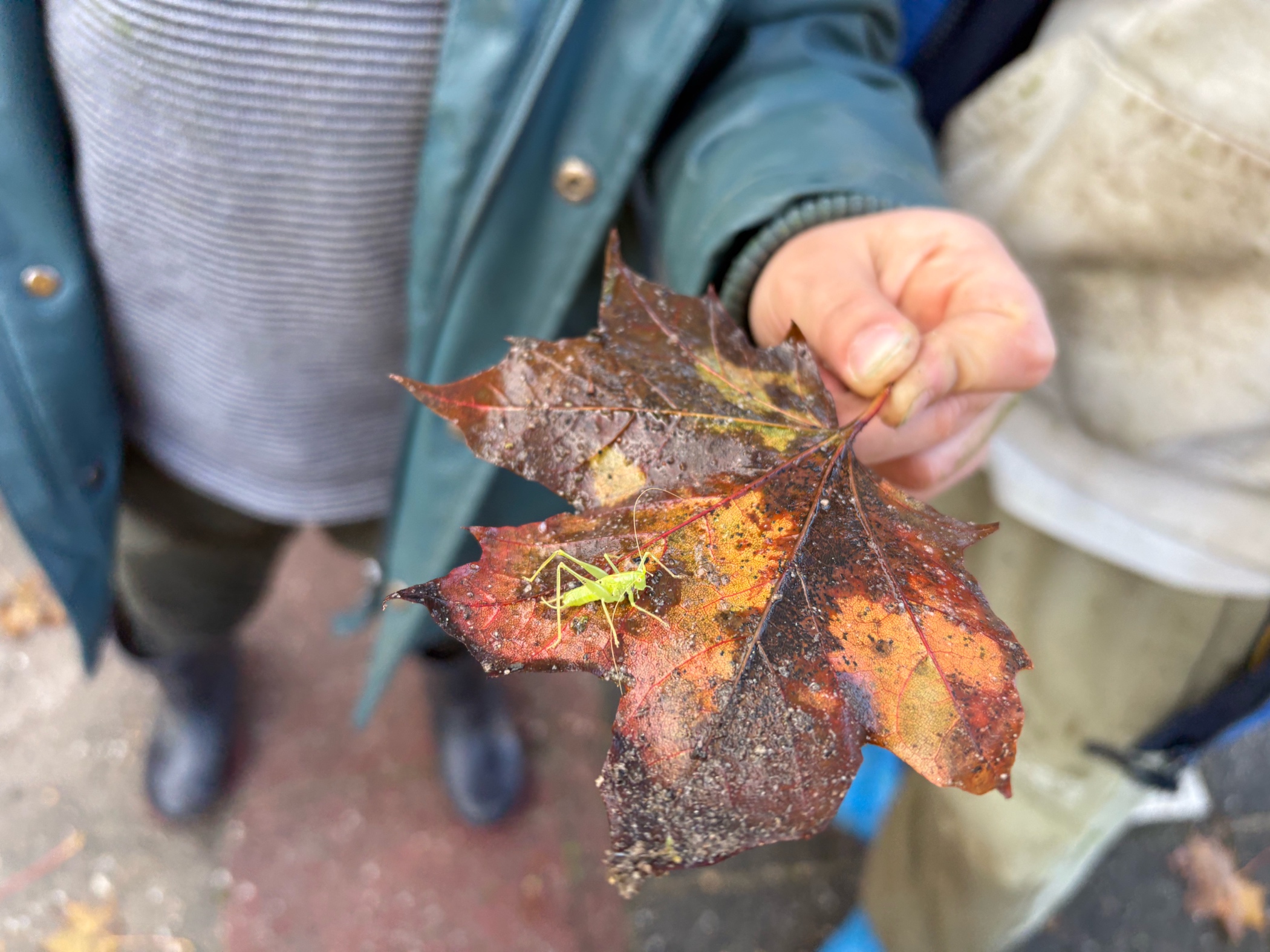 Hand met herfstblad en groene sprinkhaan, persoon in jas op achtergrond.