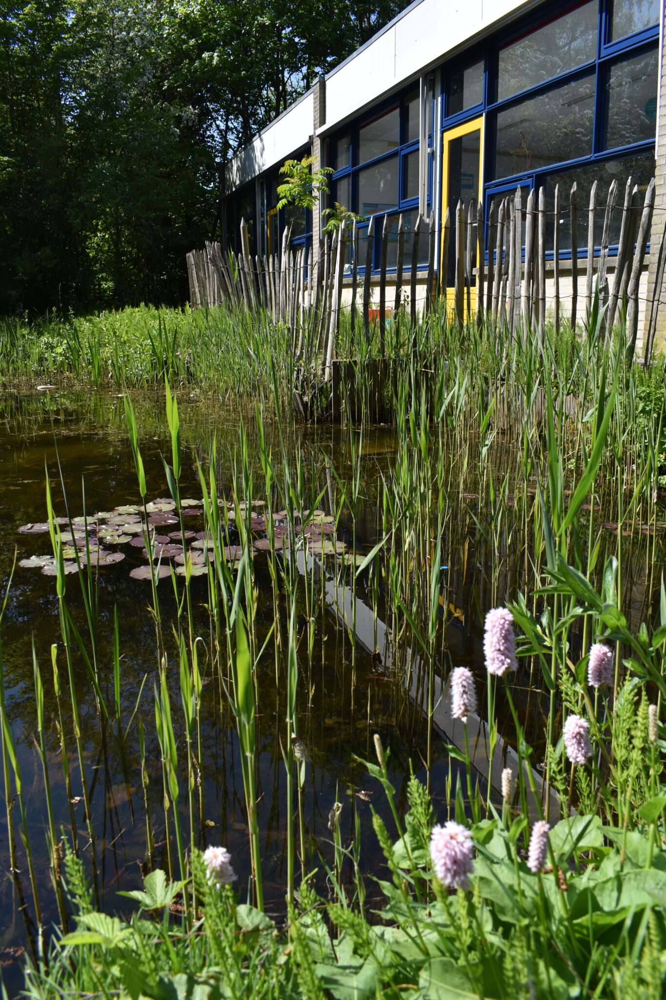 Vijver met riet en waterlelies naast een gebouw met grote ramen en houten omheining.