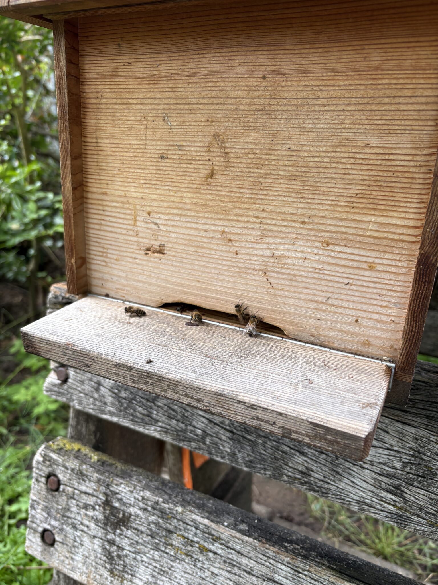Bijenkorf met bijen op de plank, in een tuinomgeving.