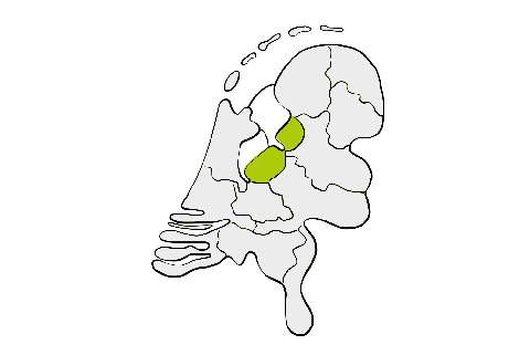 Contourkaart van Nederland met groene markering op twee provincies in het westen.