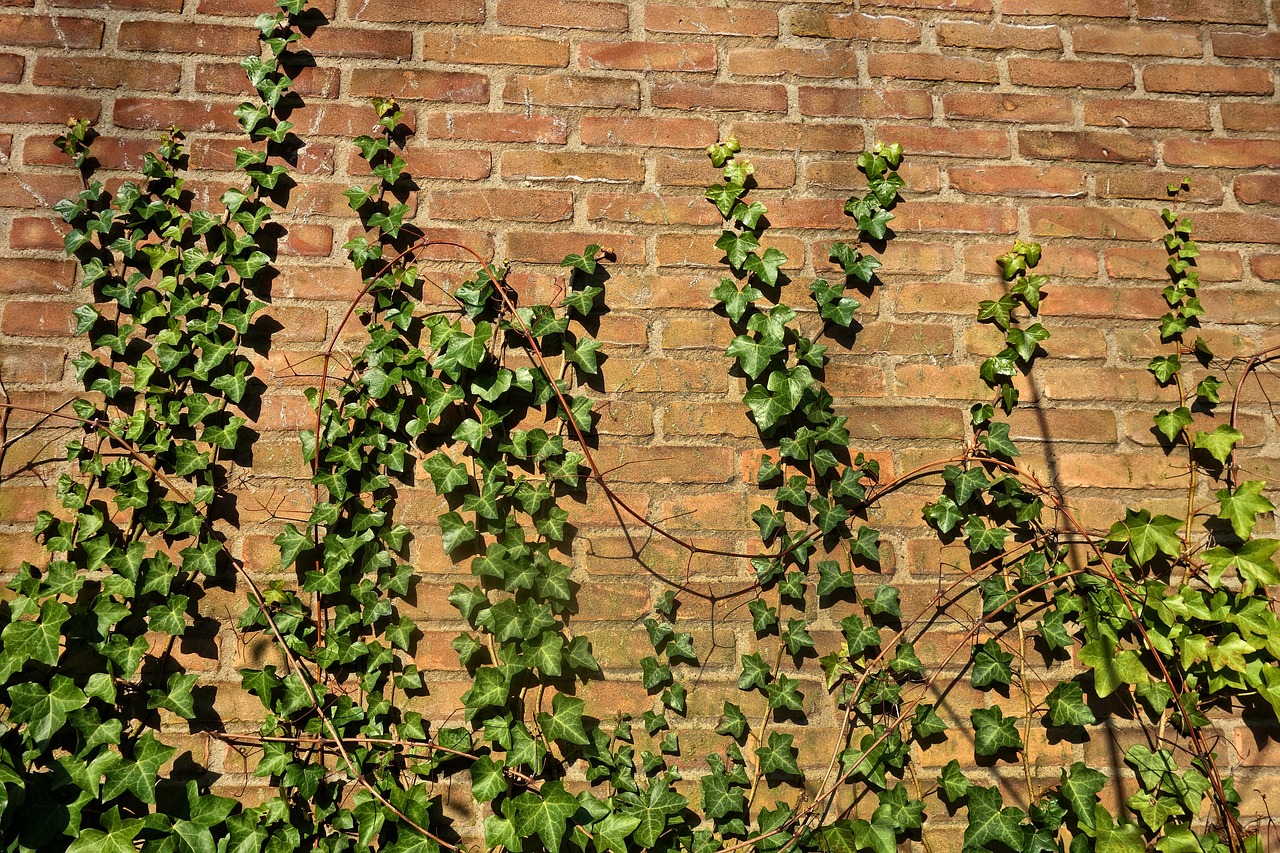 Plant klimop om vogels naar je tuin te trekken