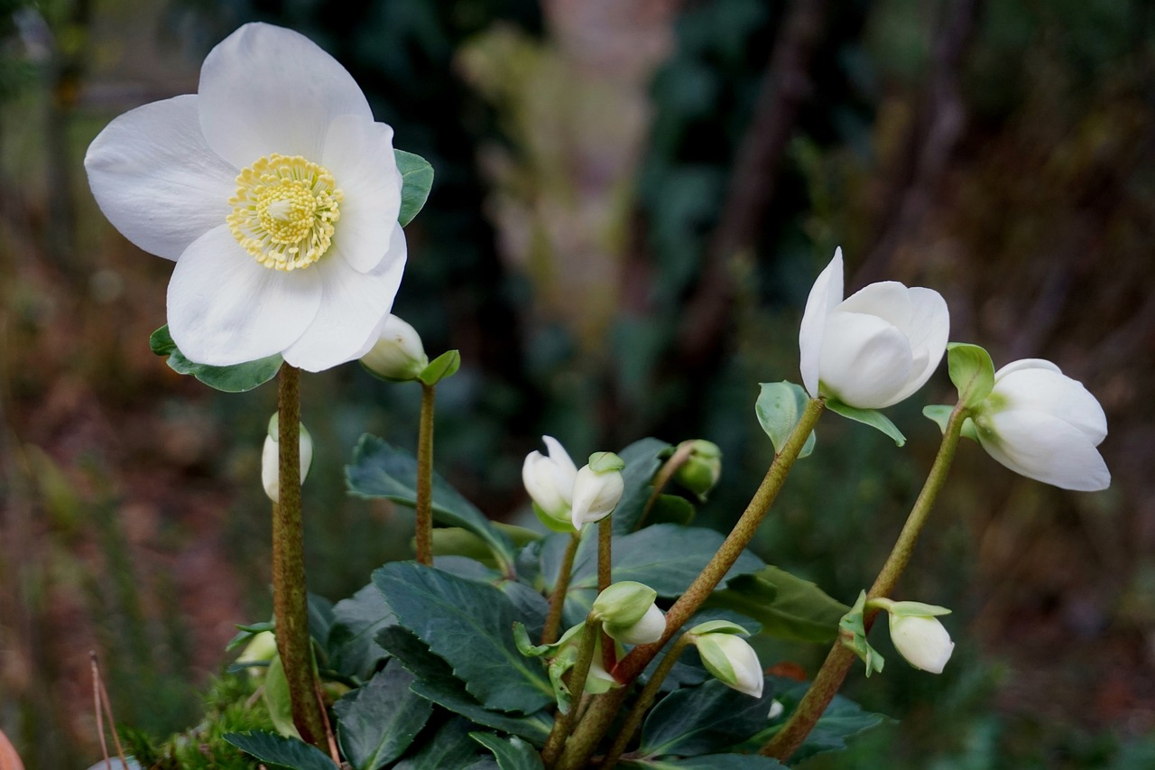 Plant de kerstroos voor hommels