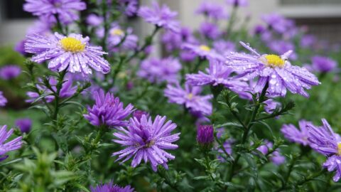 Plant de herfstaster voor hommels en andere bijsoorten