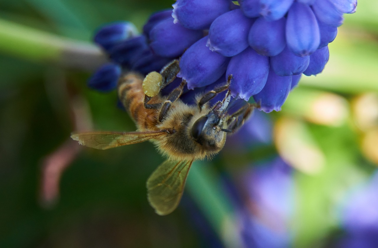 Plant blauwe druifjes voor hommels en andere bijsoorten