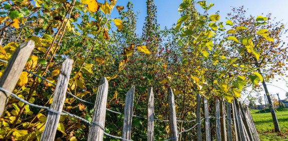Houten hek en herfstbosjes met gele bladeren onder blauwe hemel.
