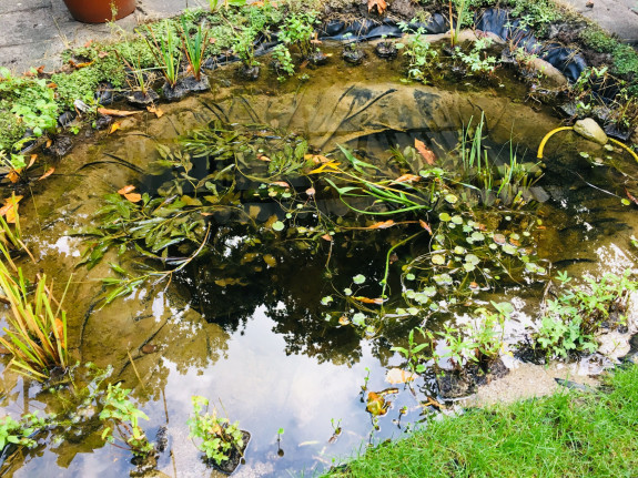 Tuinvijver met waterplanten, weerspiegeling van bladeren en omringd door gras en stenen.