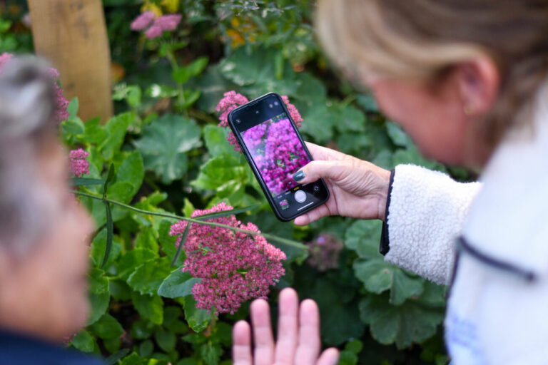 Persoon fotografeert roze bloemen met smartphone in tuin.