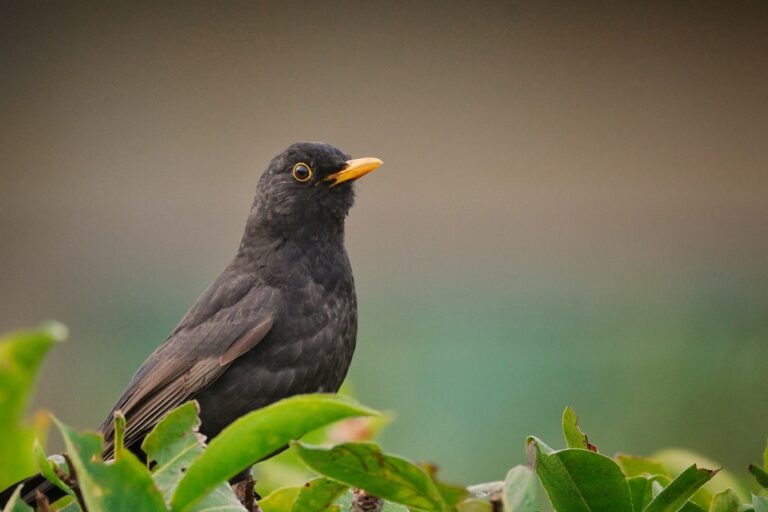 Zwarte vogel met gele snavel tussen groene bladeren, tegen een wazige achtergrond.