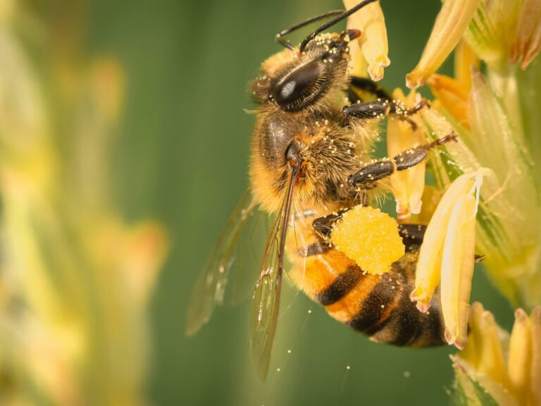 Bij vliegt op bloem, bedekt met stuifmeel, tegen een onscherpe groene achtergrond.
