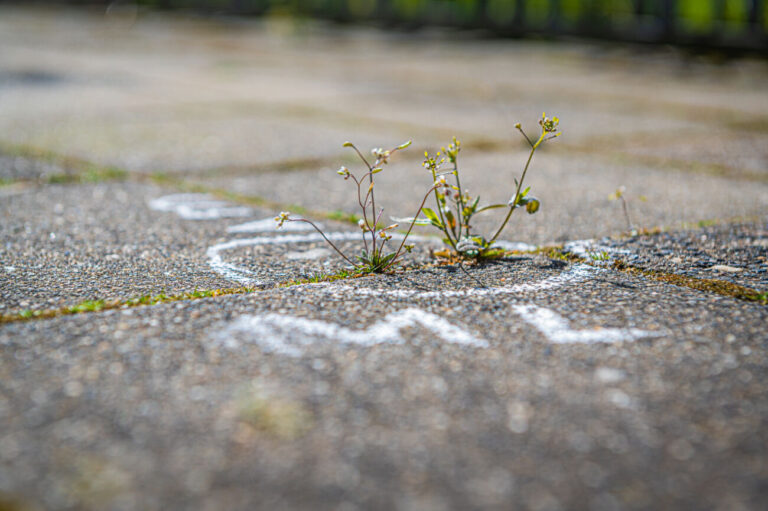 Onkruid groeit tussen trottoirtegels met krijttekeningen.