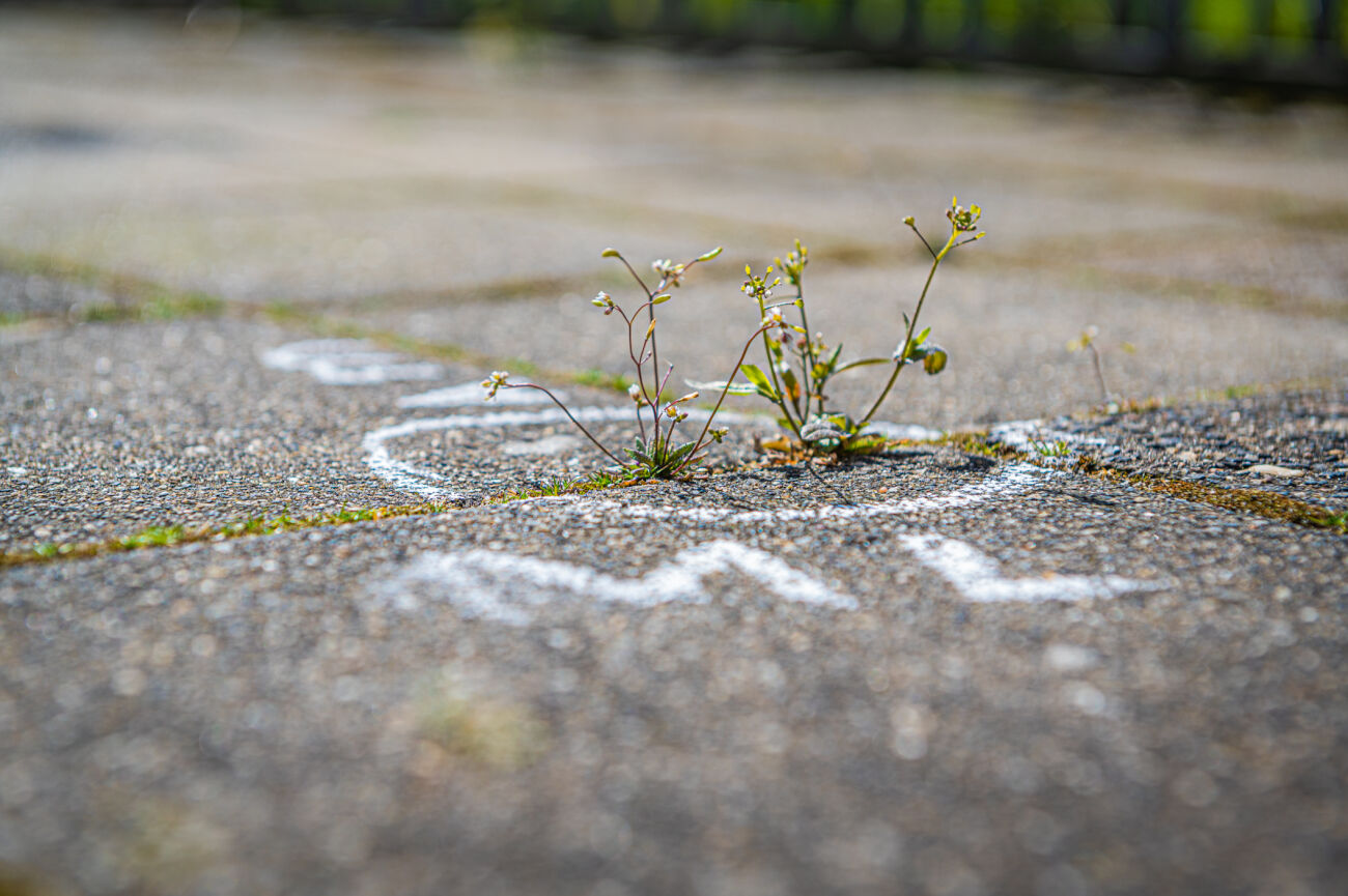 Onkruid groeit tussen stoeptegels met krijttekeningen eromheen.