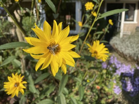 Een bij op een heldergele bloem in een tuin vol groen en paarse bloemen, bij zonnig weer.