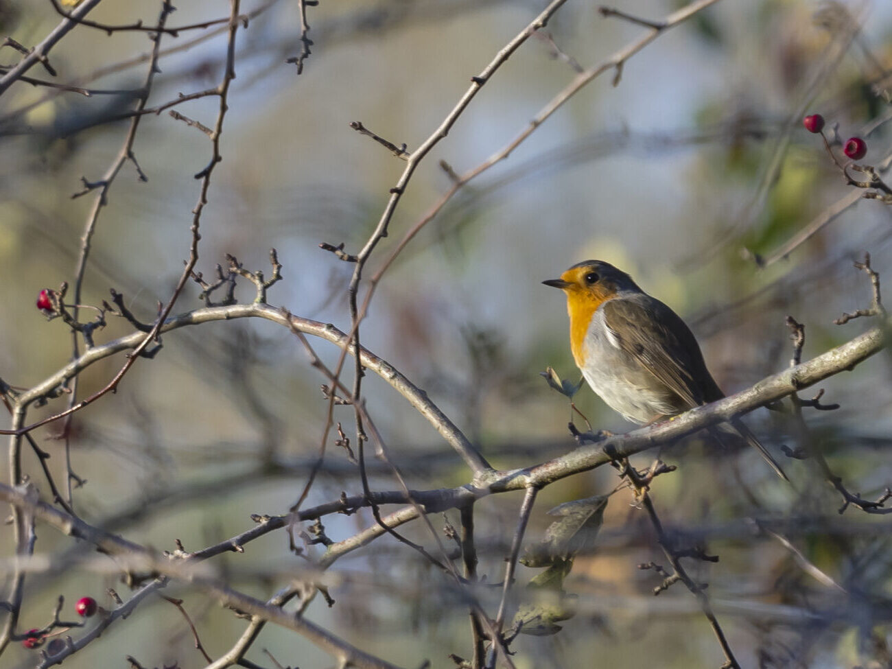 Roodborstje op kale takken met rode bessen, tegen een wazige achtergrond.