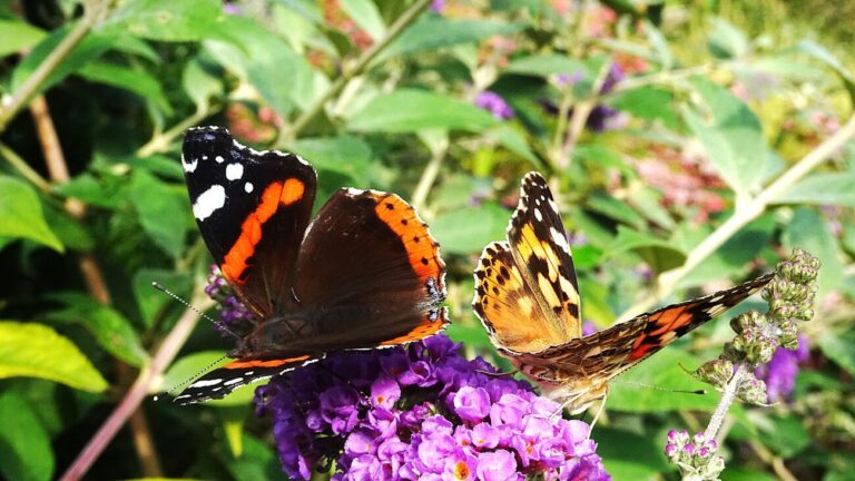 Twee kleurrijke vlinders zitten op paarse bloemen in een groene tuin.
