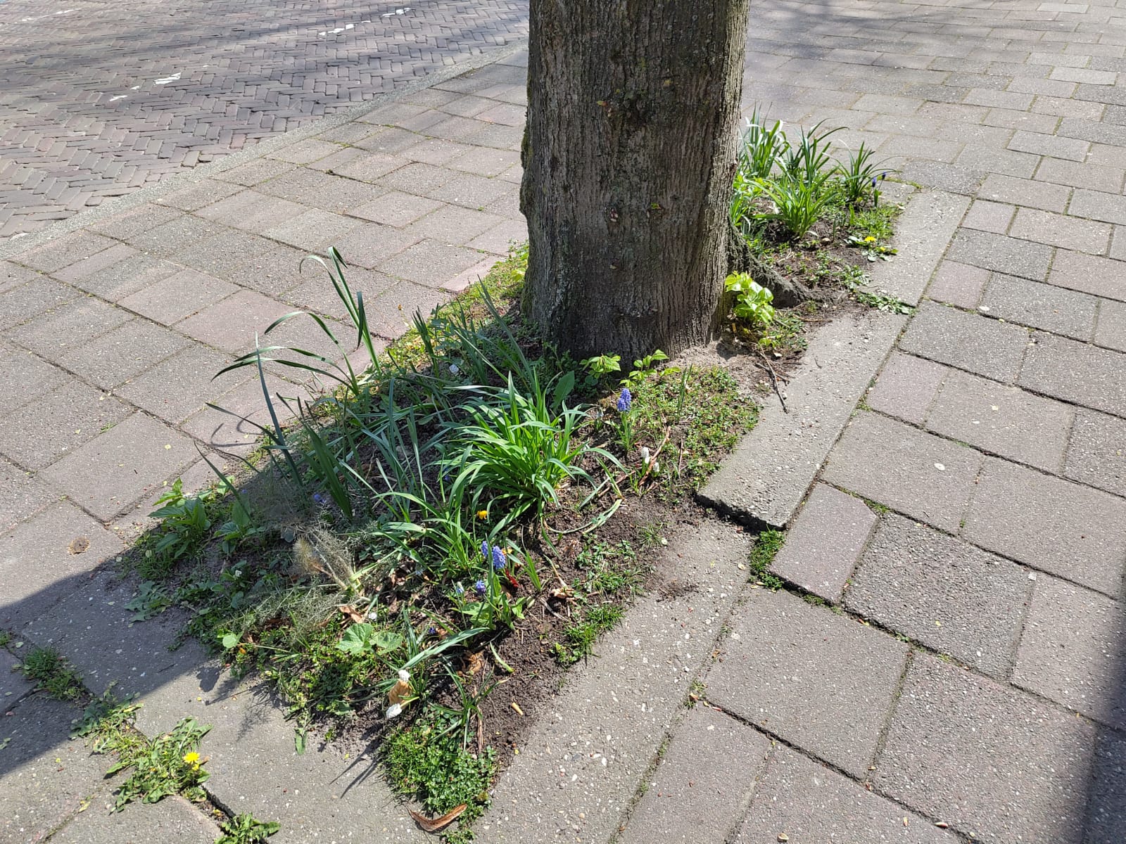 Boom op stenen trottoir met gras, bloemen en onkruid aan de voet van de stam.