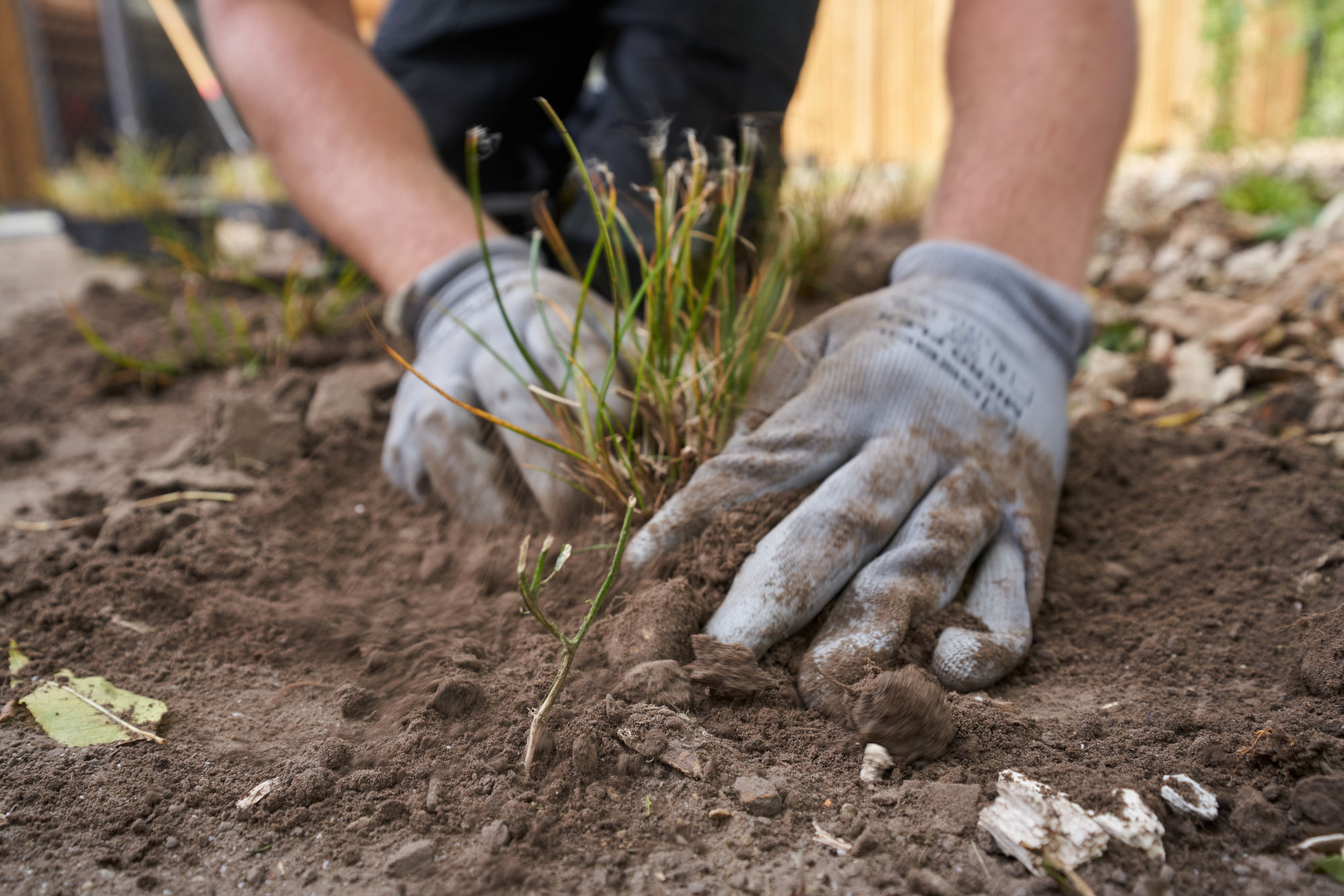 Tuinier plant een zaailing in de grond met handschoenen aan, dichtbij gefotografeerd.