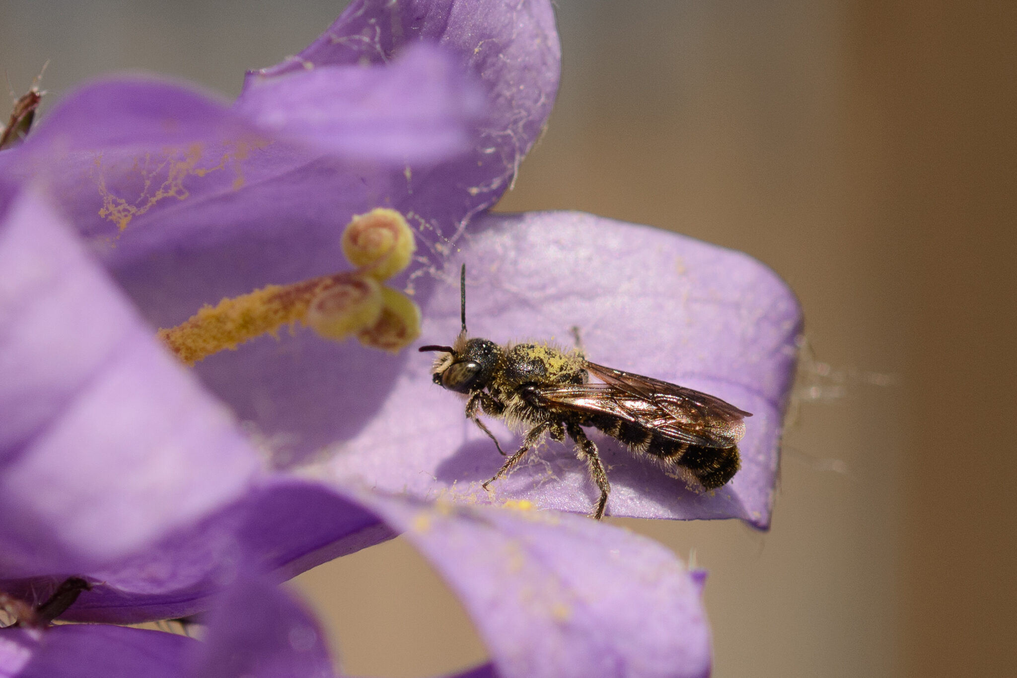 Klokjesbij op paarse bloem, bedekt met stuifmeel.