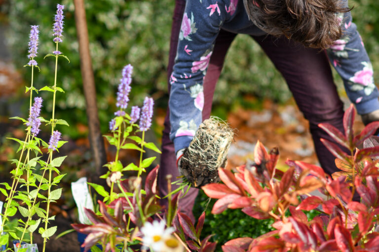 Persoon plant bloemen in de tuin te midden van paarse bloeiende stengels en rode bladeren.