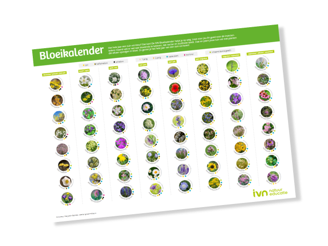 Een bloeikalender met kolommen, elk met bloemen in diverse kleuren per maand weergegeven.
