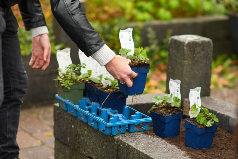 Hand plaatst plant in blauwe pot, op betonnen rand naast meer planten.