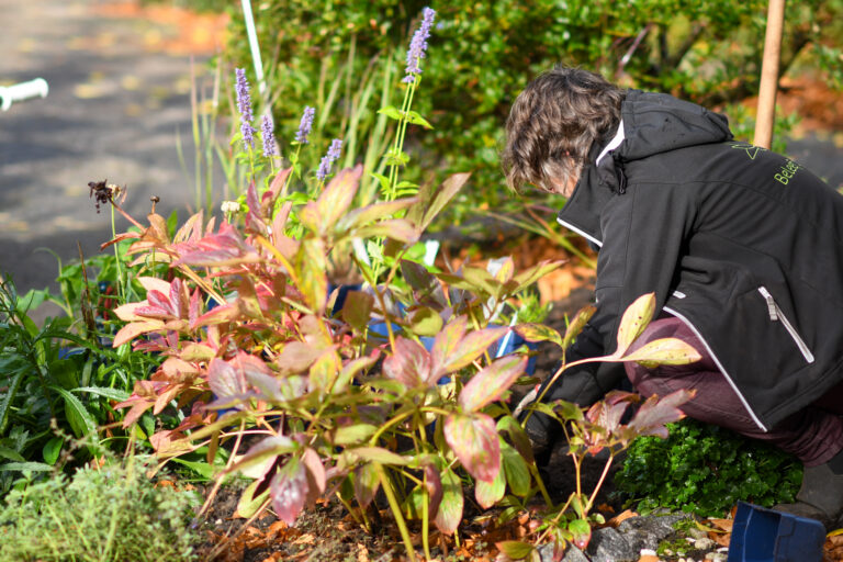 Persoon in zwarte jas werkt in tuin, omringd door groene en rode planten.