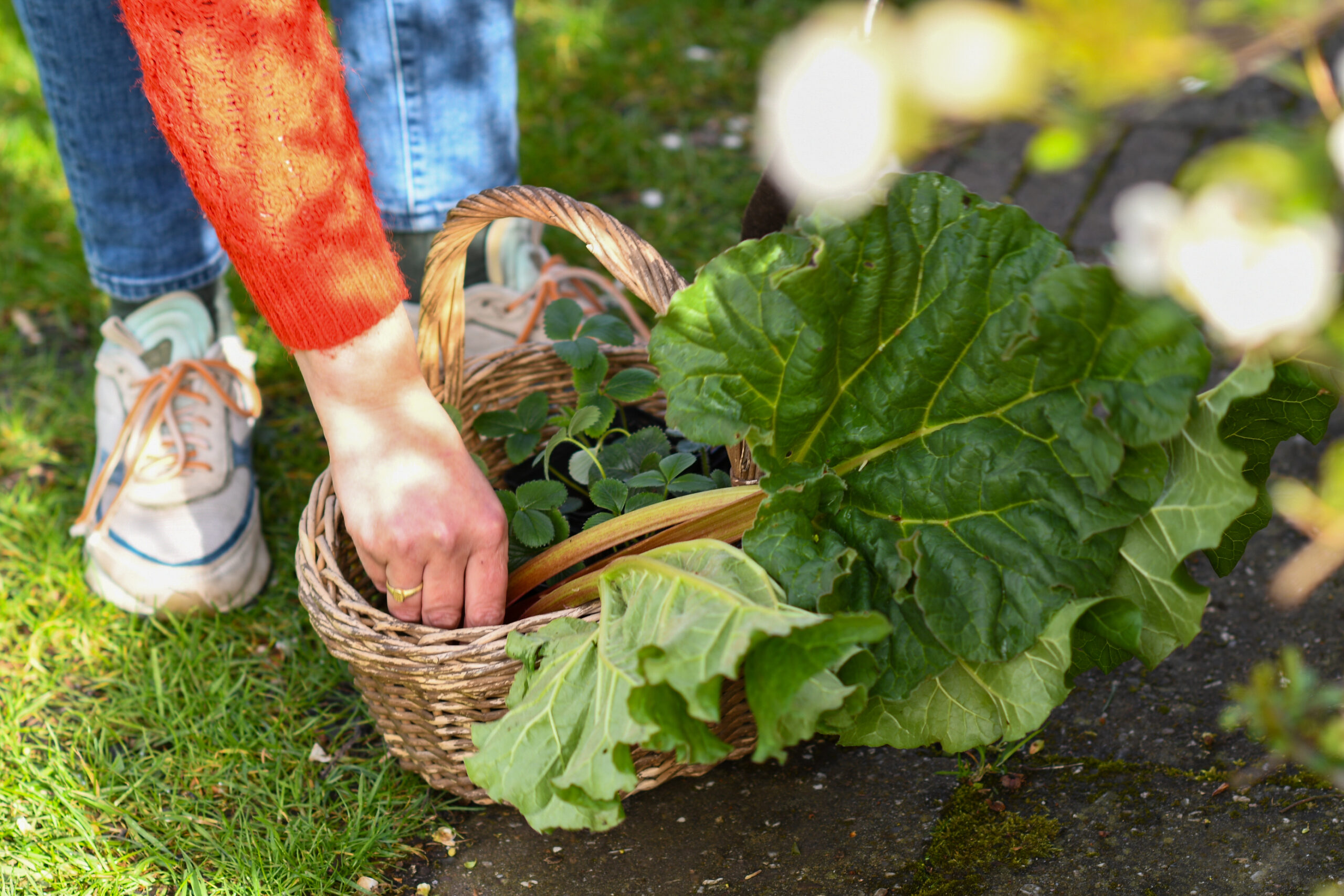 Persoon plukt rabarber in tuin, legt plant in mand met bladeren en jonge plantjes.
