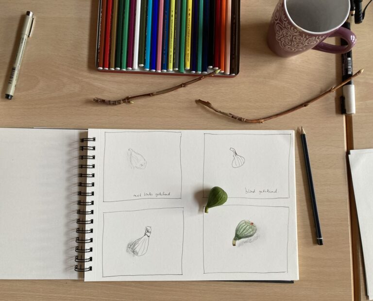 Schetsboek met tekeningen van een vijg, kleurpotloden, pen, potlood en mok op een houten tafel.
