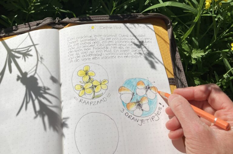 Open schetsboek in de zon met botanische tekeningen van raapzaad en oranje tipjesvlinders.