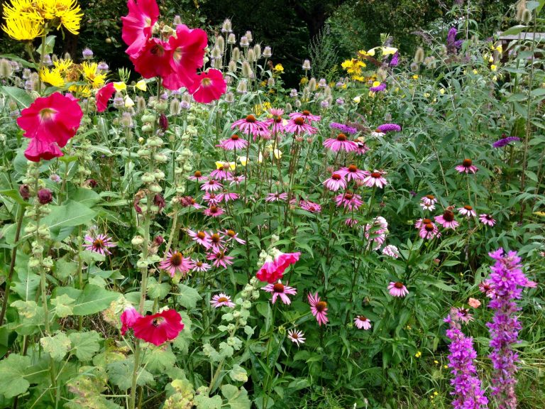 Zomerpracht IVN Bostuin