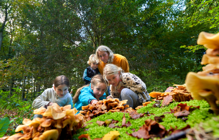 Kinderen en volwassene inspecteren paddenstoelen in een groen bos.